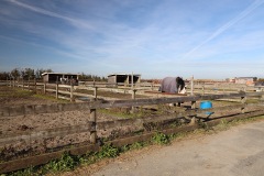 Equestrian_12sm